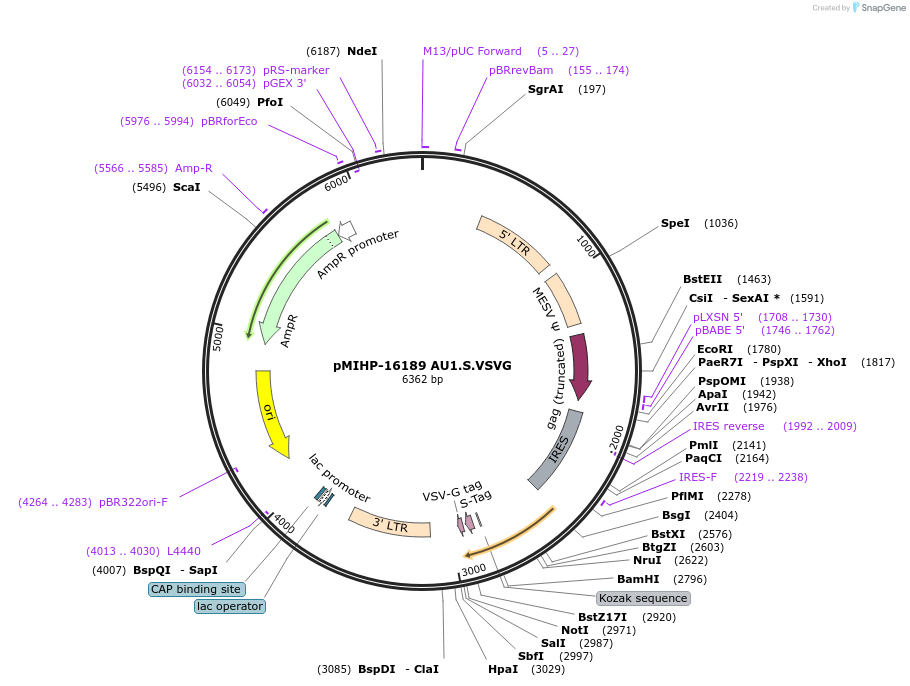241499-plasmid-map-sequence-id-481821