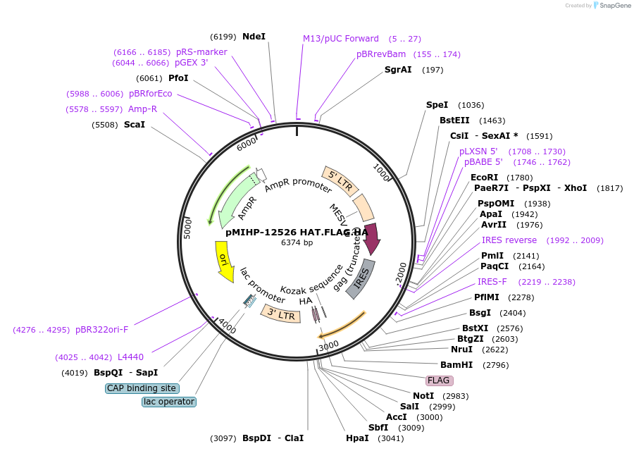 241470-plasmid-map-sequence-id-481824