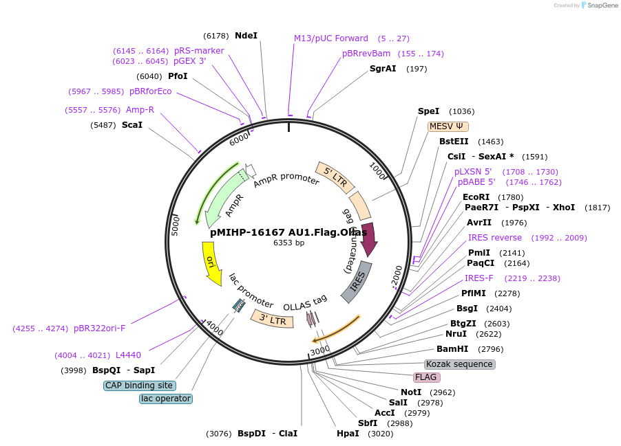241479-plasmid-map-sequence-id-481825