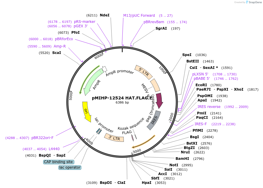 241463-plasmid-map-sequence-id-481830
