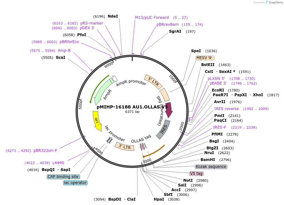 241485-plasmid-map-sequence-id-481831