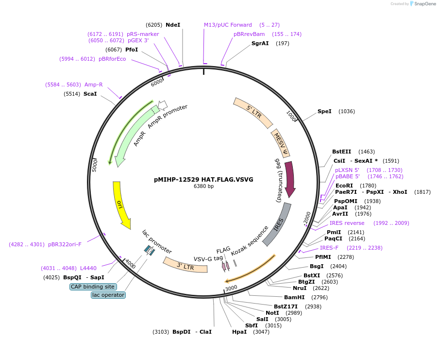 241459-plasmid-map-sequence-id-481836