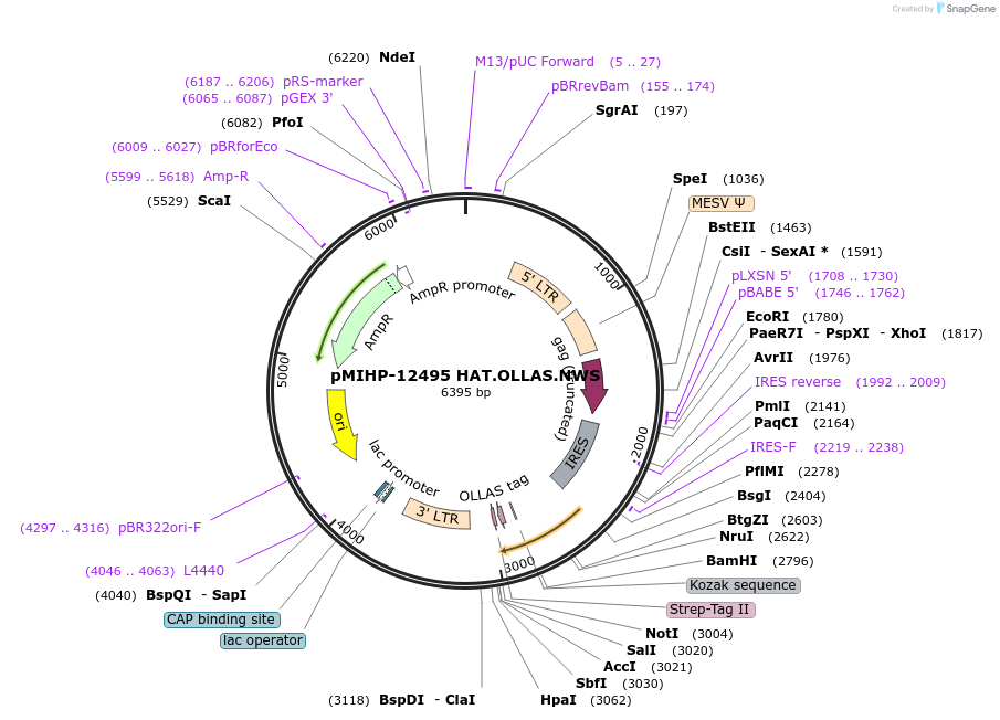 241472-plasmid-map-sequence-id-481840