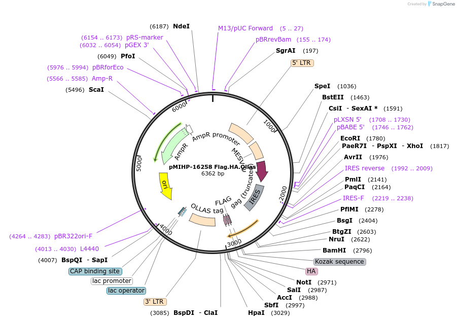 241487-plasmid-map-sequence-id-481841