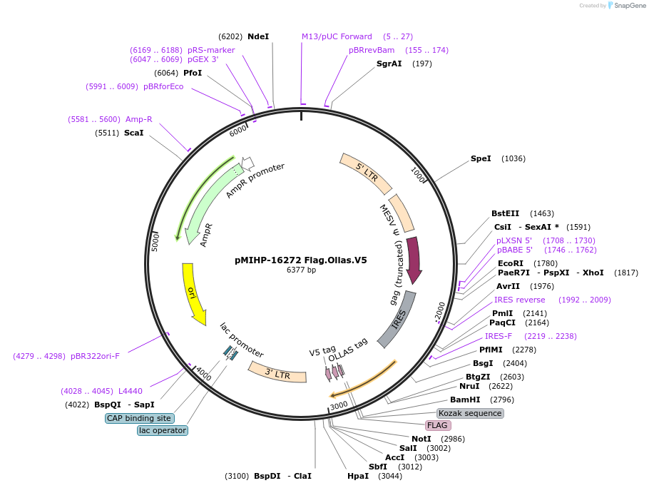 241490-plasmid-map-sequence-id-481843