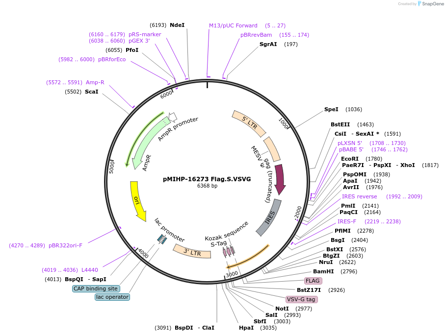 241503-plasmid-map-sequence-id-481846