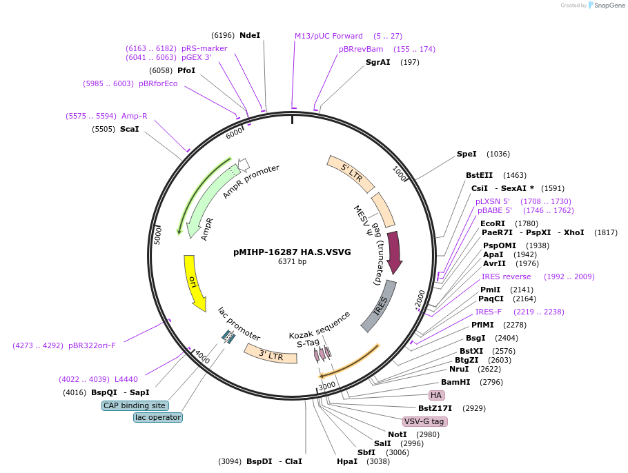 241505-plasmid-map-sequence-id-481847