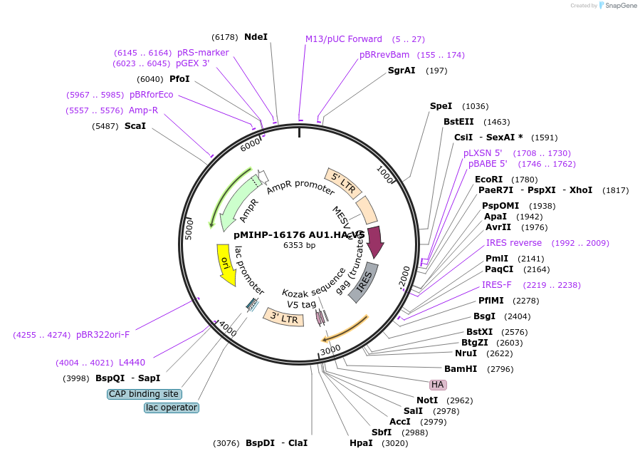 241483-plasmid-map-sequence-id-481852