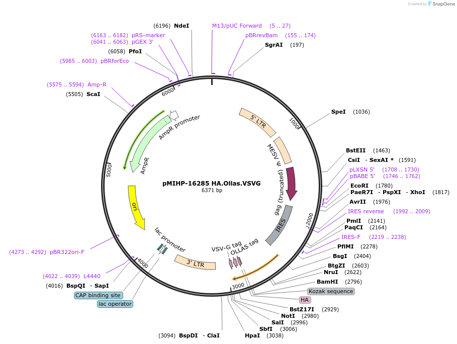 241504-plasmid-map-sequence-id-481853