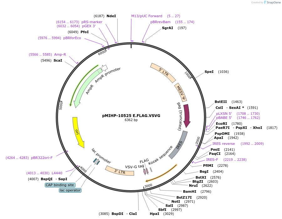241466-plasmid-map-sequence-id-481855
