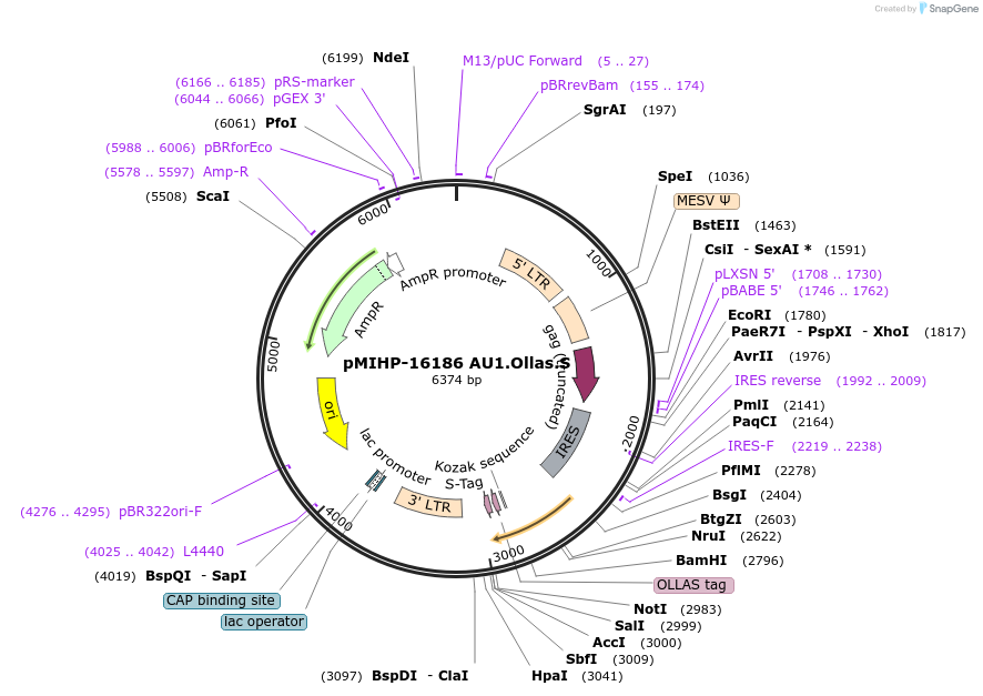 241484-plasmid-map-sequence-id-481859