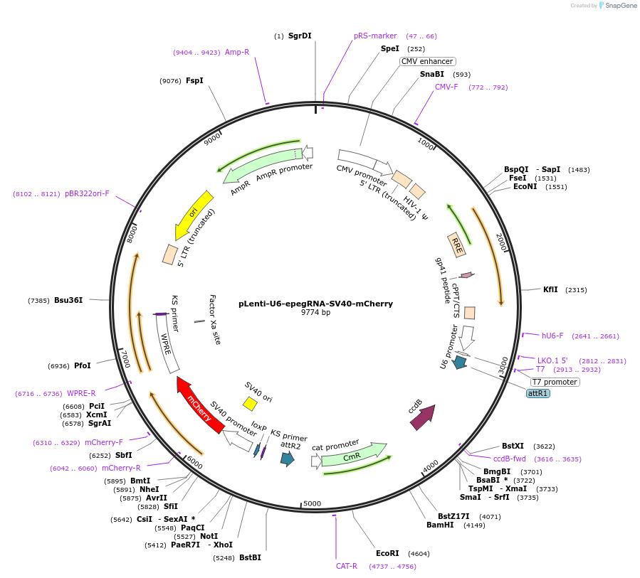 240538-plasmid-map-sequence-id-481861