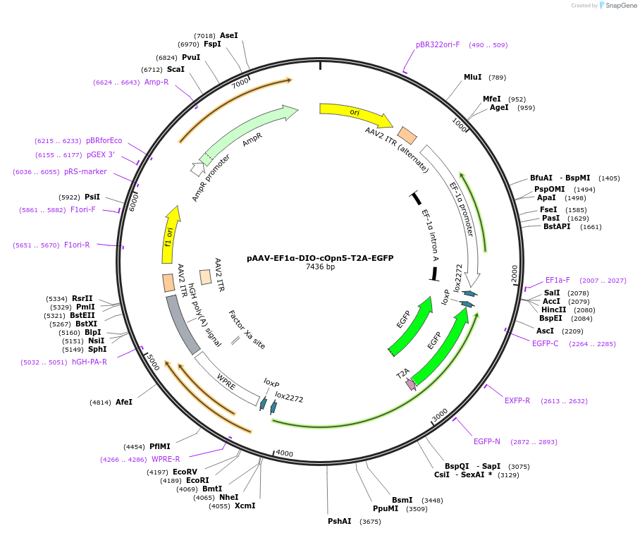 237858-plasmid-map-sequence-id-481862