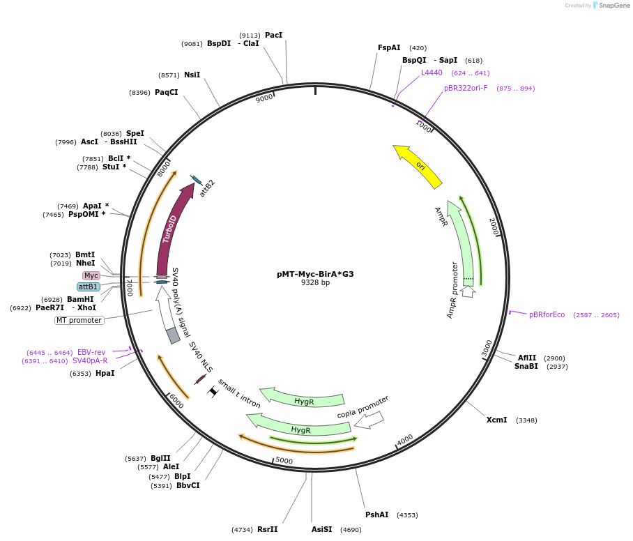240233-plasmid-map-sequence-id-481863