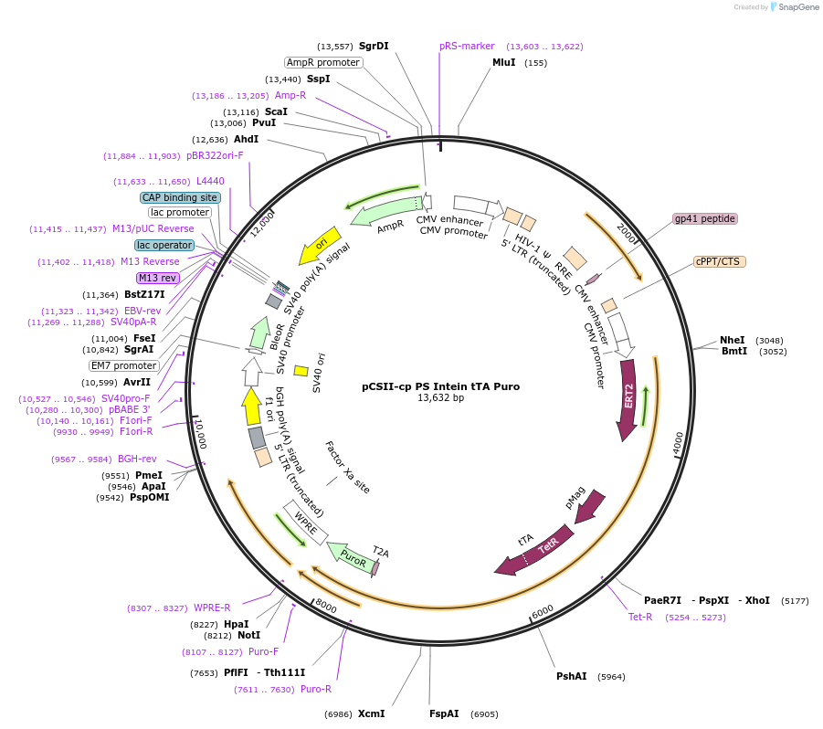 242027-plasmid-map-sequence-id-481866