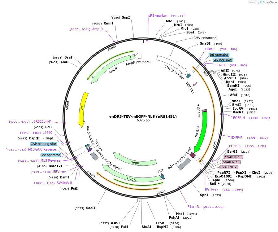 240546-plasmid-map-sequence-id-481872