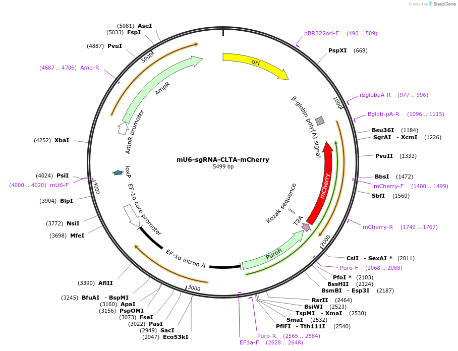 240637-plasmid-map-sequence-id-481874