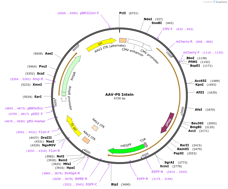 242020-plasmid-map-sequence-id-481876
