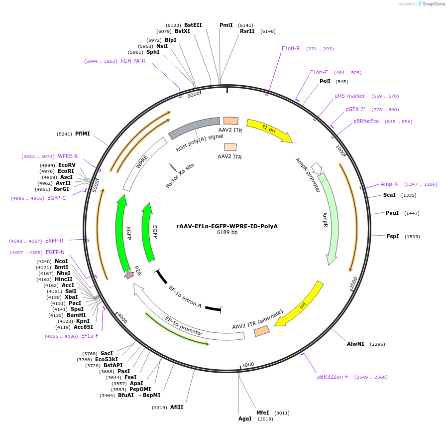 241829-plasmid-map-sequence-id-481883