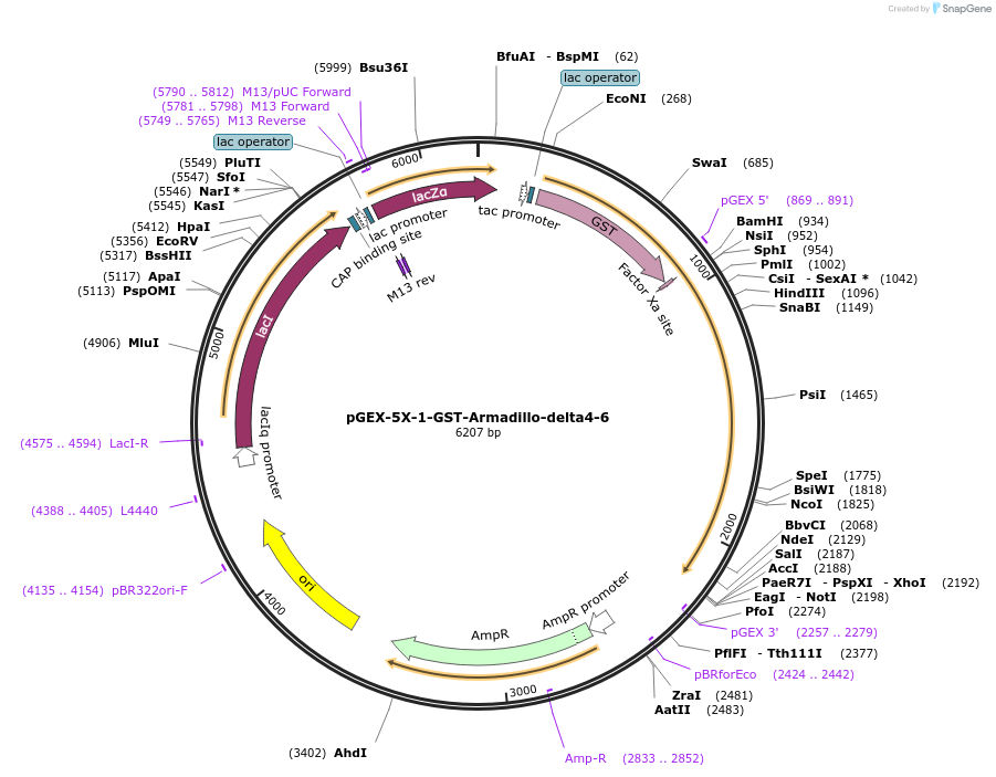 242226-plasmid-map-sequence-id-481884