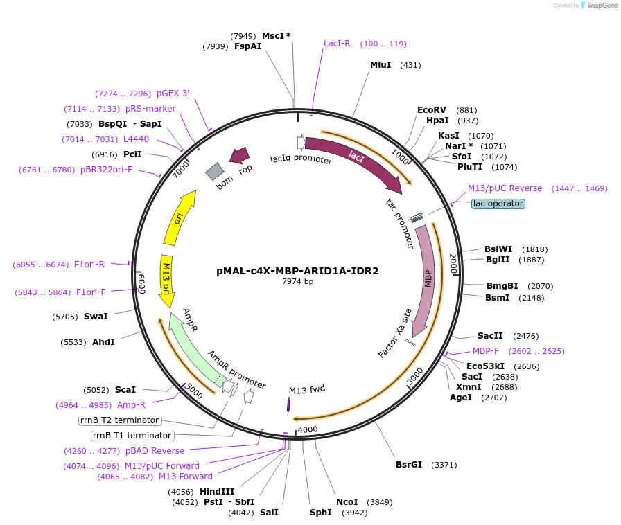 242216-plasmid-map-sequence-id-481885