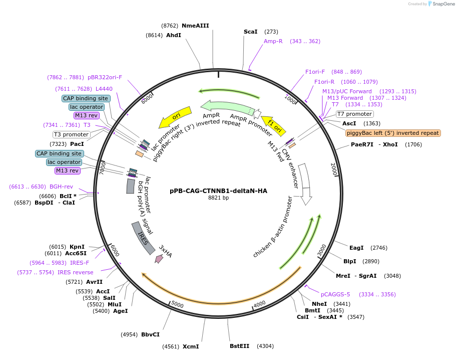 242218-plasmid-map-sequence-id-481886