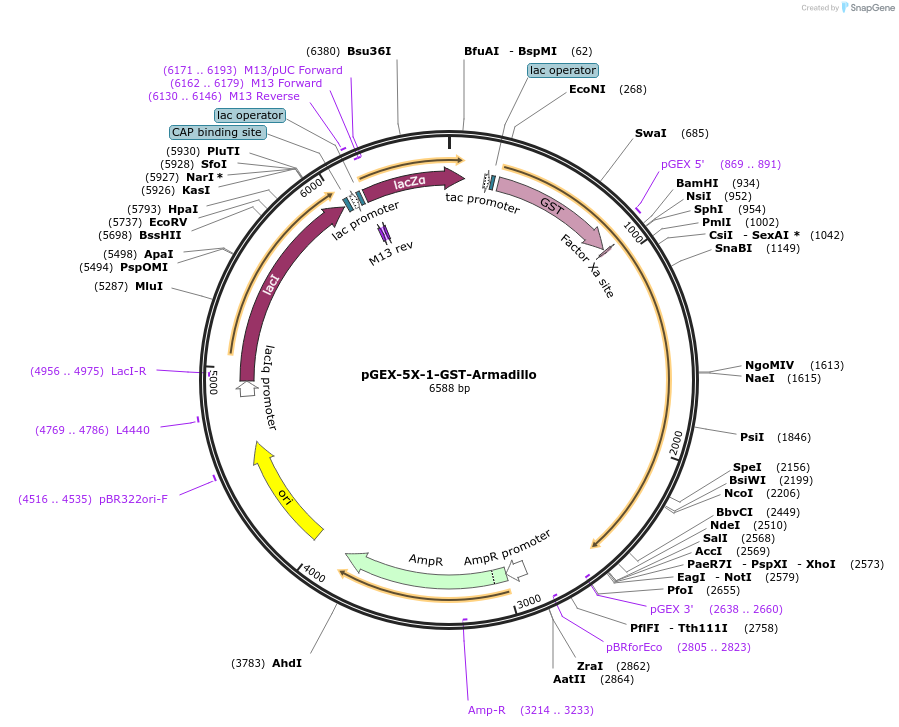 242225-plasmid-map-sequence-id-481888