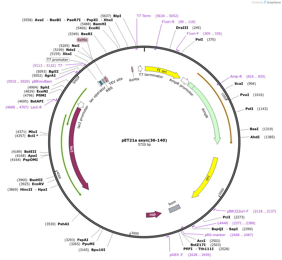 240595-plasmid-map-sequence-id-481893