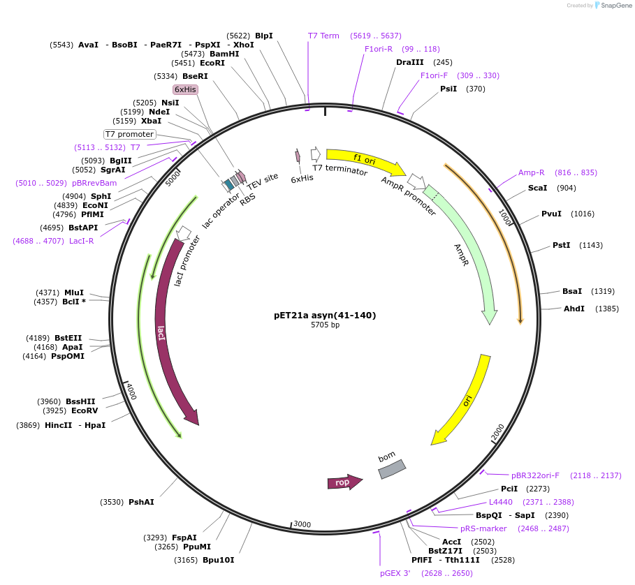 240596-plasmid-map-sequence-id-481899