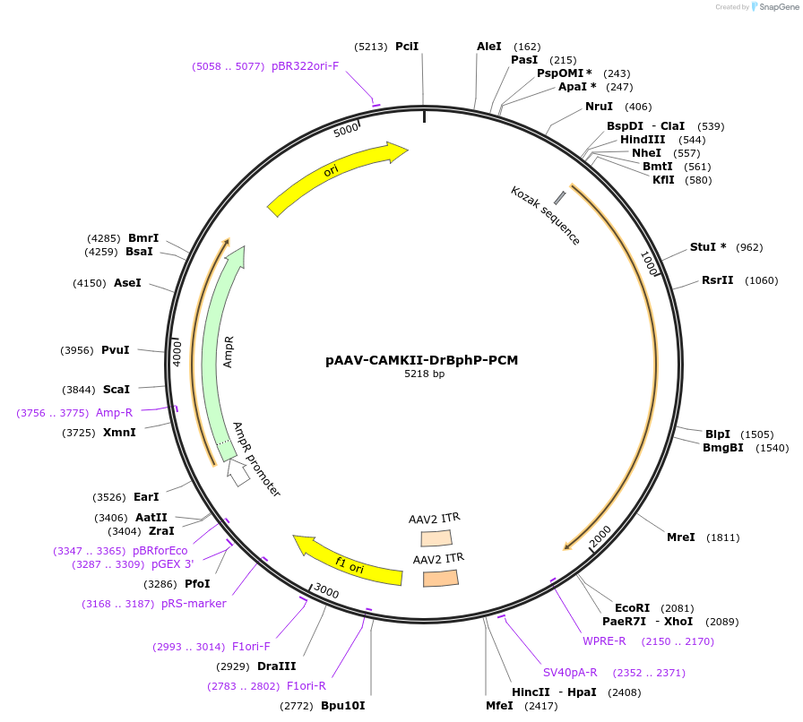 241775-plasmid-map-sequence-id-481901