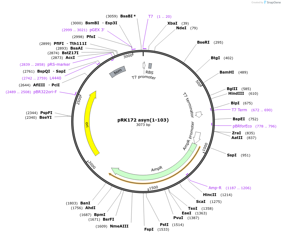 240597-plasmid-map-sequence-id-481914