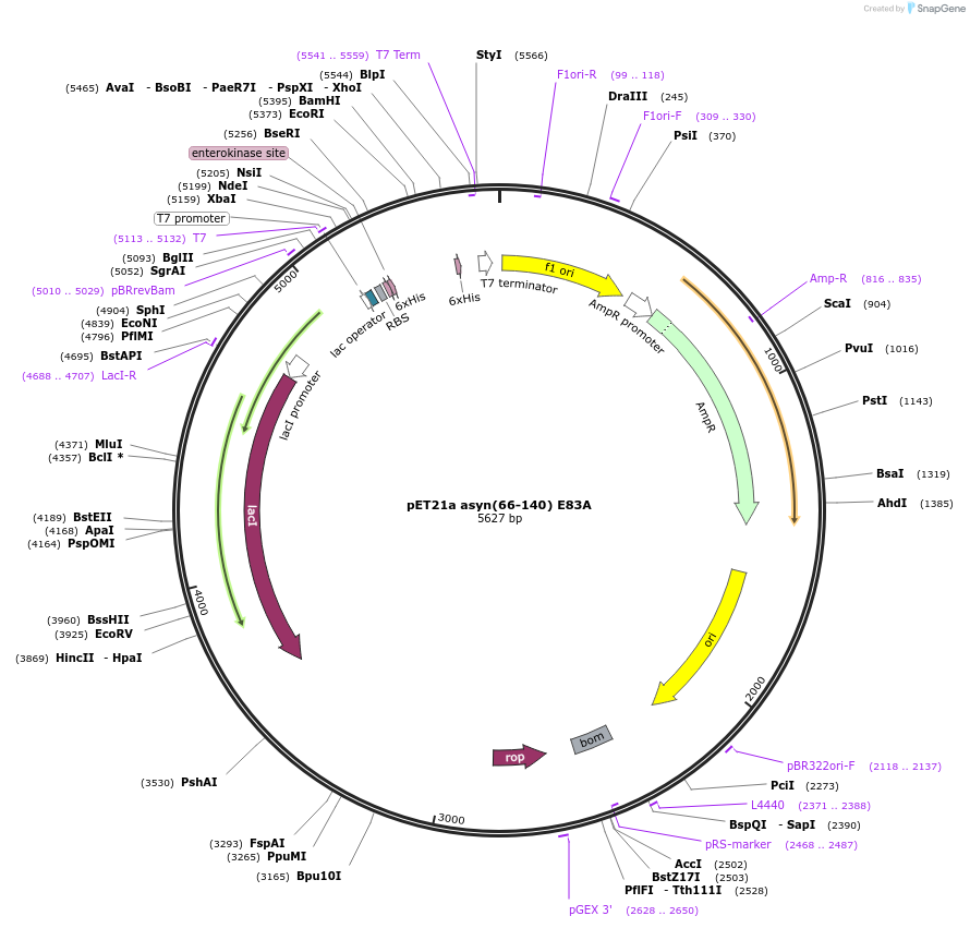 240583-plasmid-map-sequence-id-481916