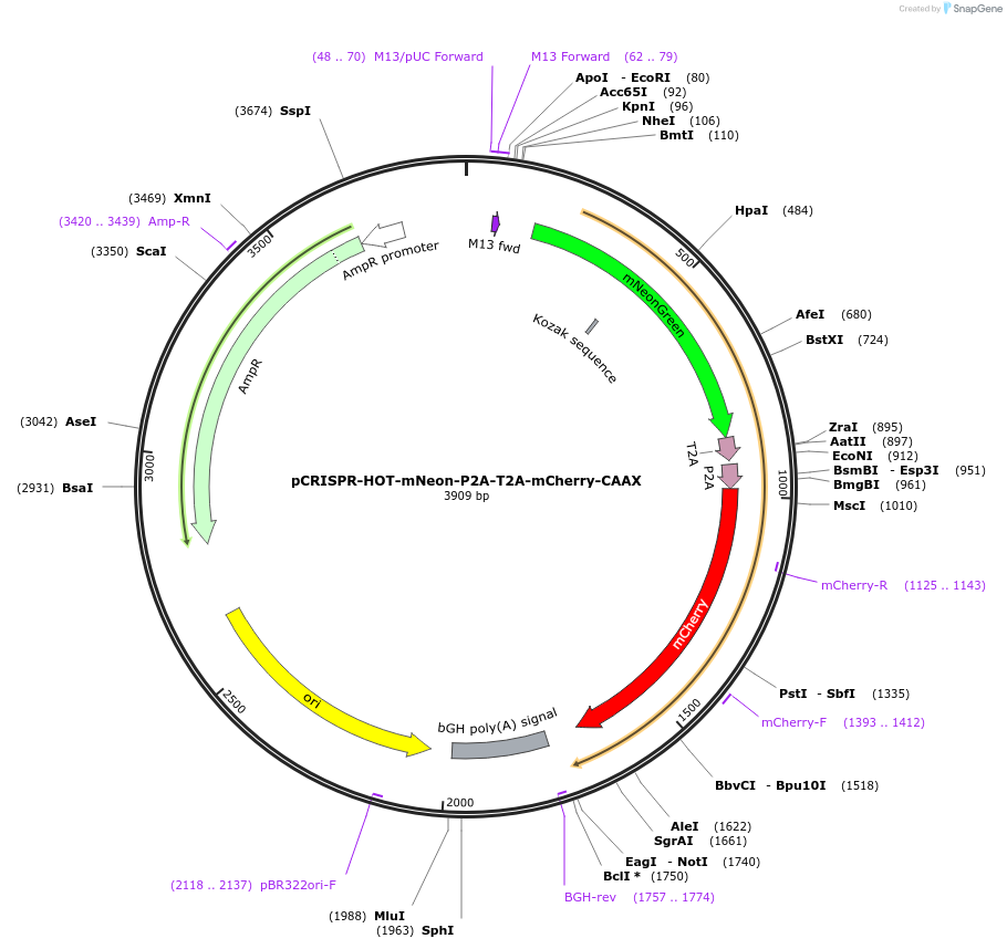 240799-plasmid-map-sequence-id-481917