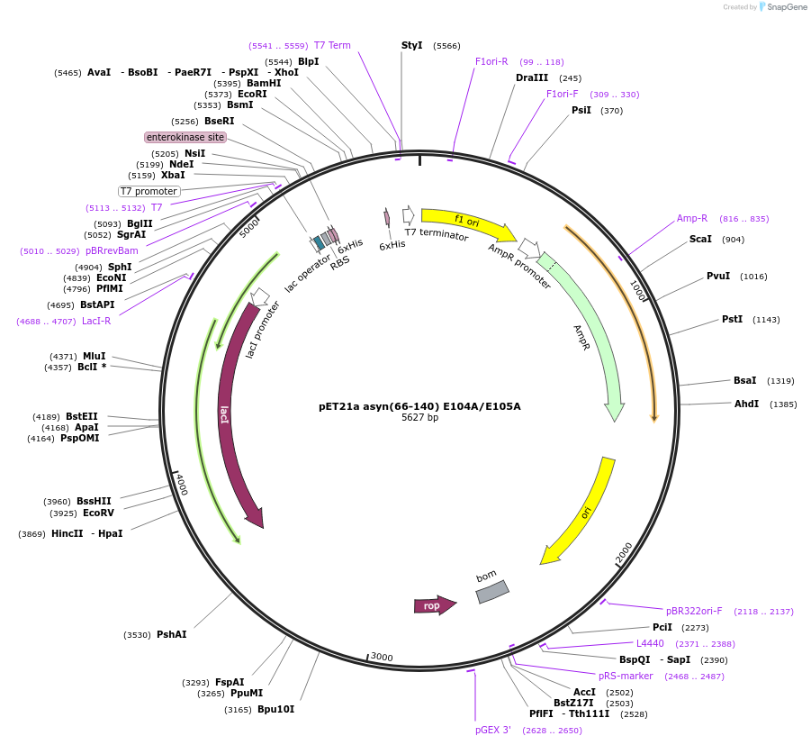 240589-plasmid-map-sequence-id-481918