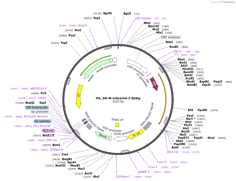 236775-plasmid-map-sequence-id-481926