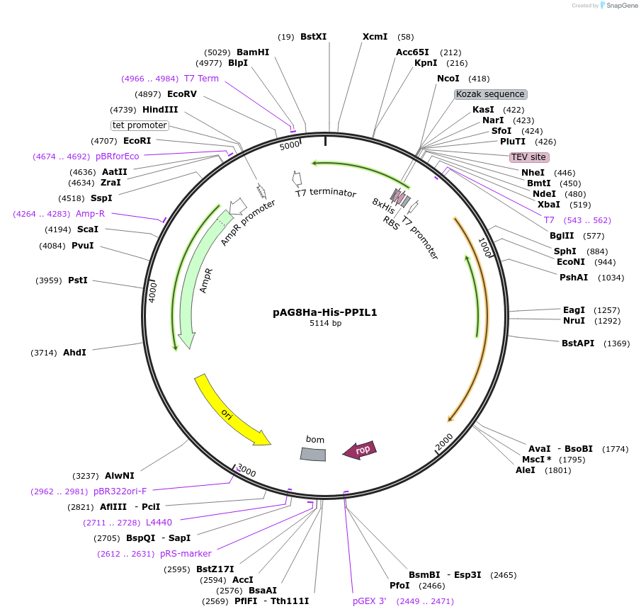 237554-plasmid-map-sequence-id-481930