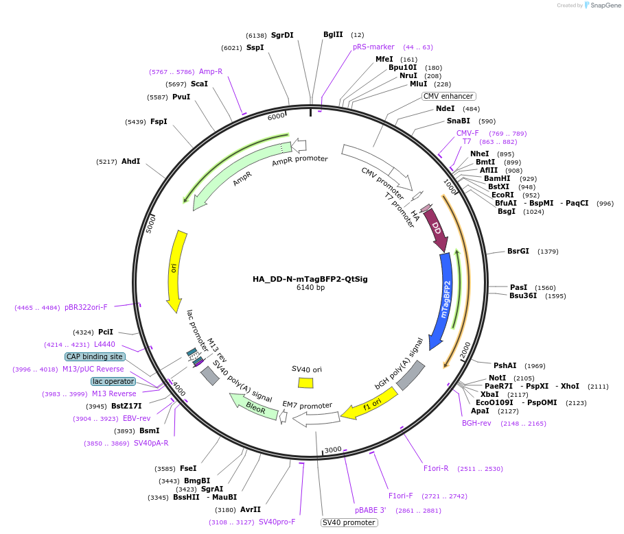 236776-plasmid-map-sequence-id-481932