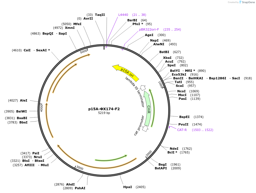 234978-plasmid-map-sequence-id-481941