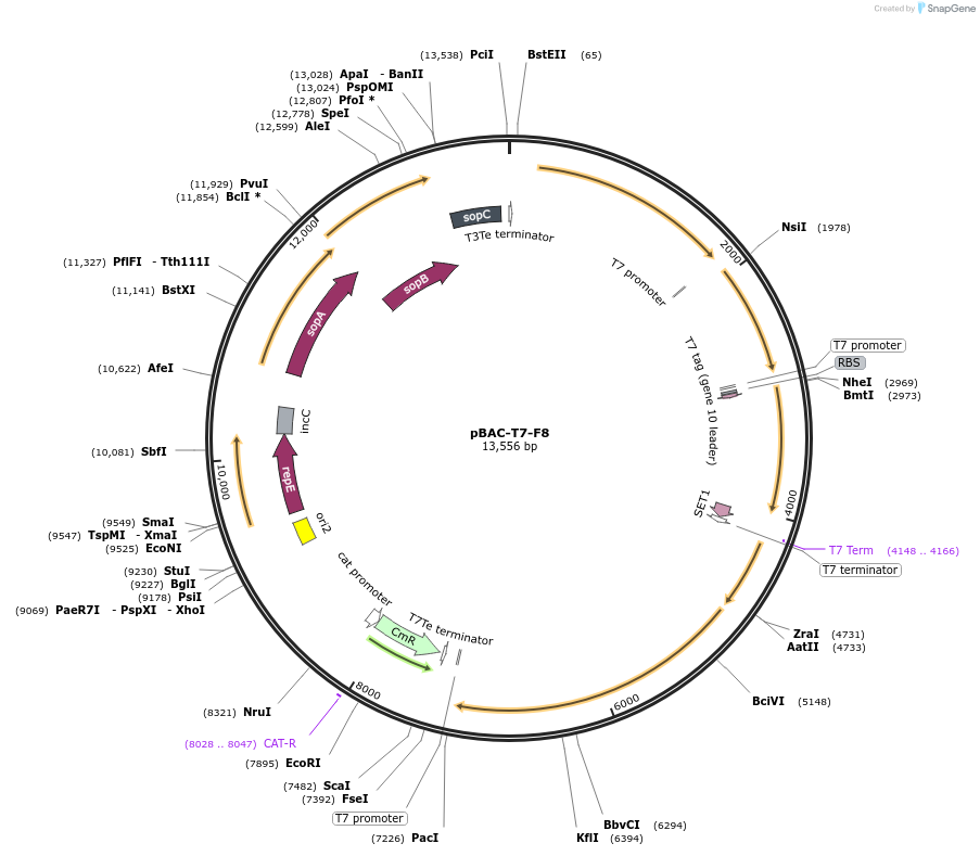 234974-plasmid-map-sequence-id-481942