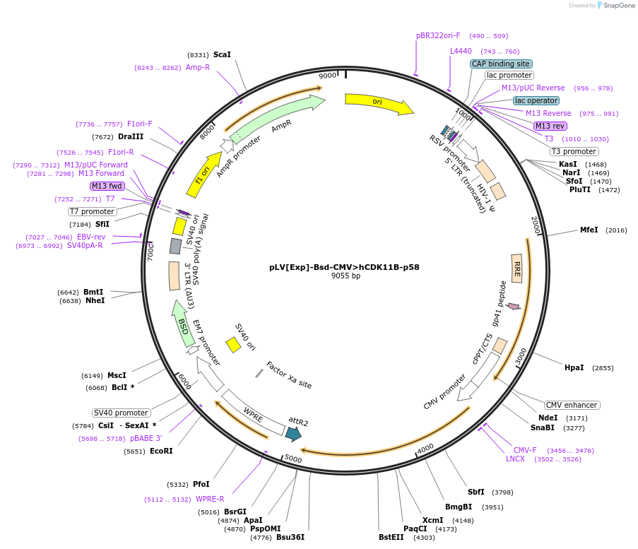 239215-plasmid-map-sequence-id-481943