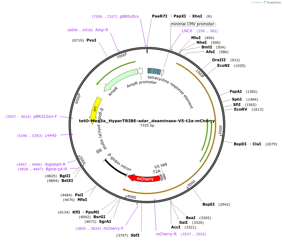 241315-plasmid-map-sequence-id-481944
