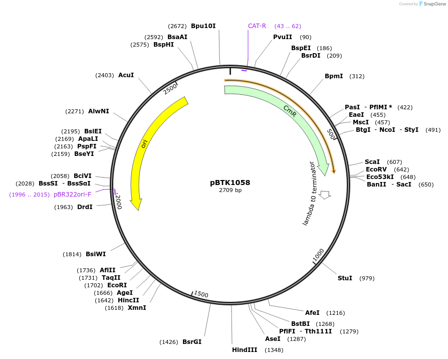 209548-plasmid-map-sequence-id-481946
