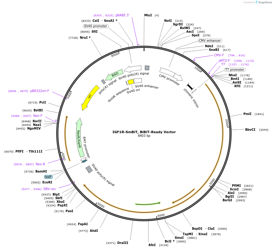 238770-plasmid-map-sequence-id-481947