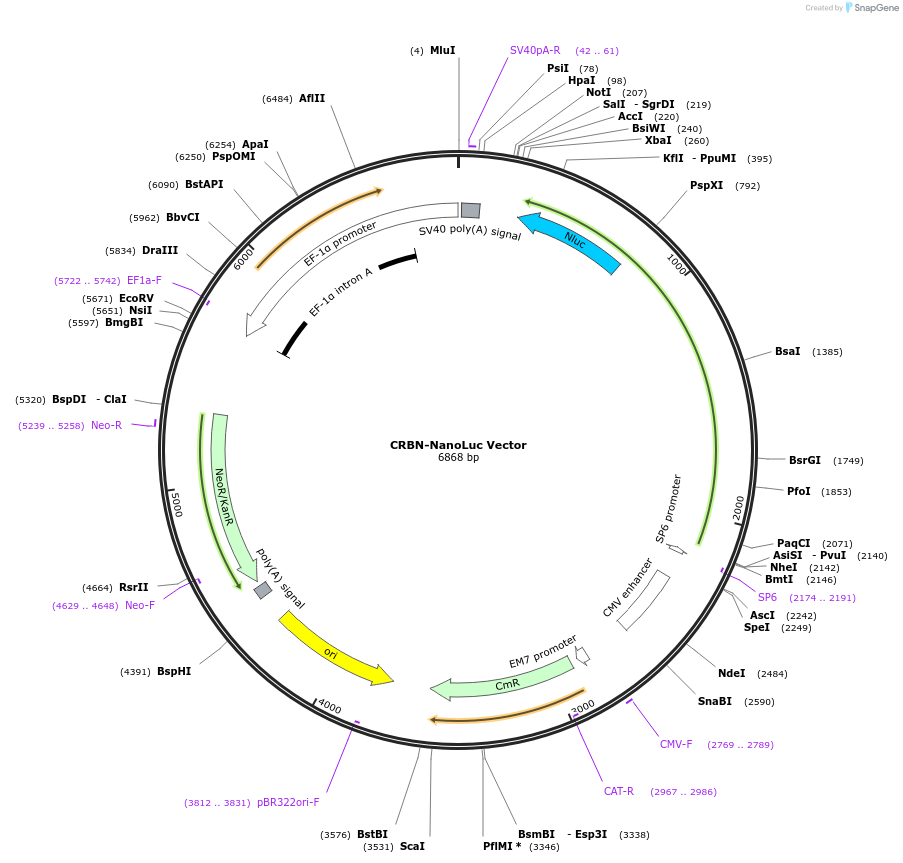 238749-plasmid-map-sequence-id-481948