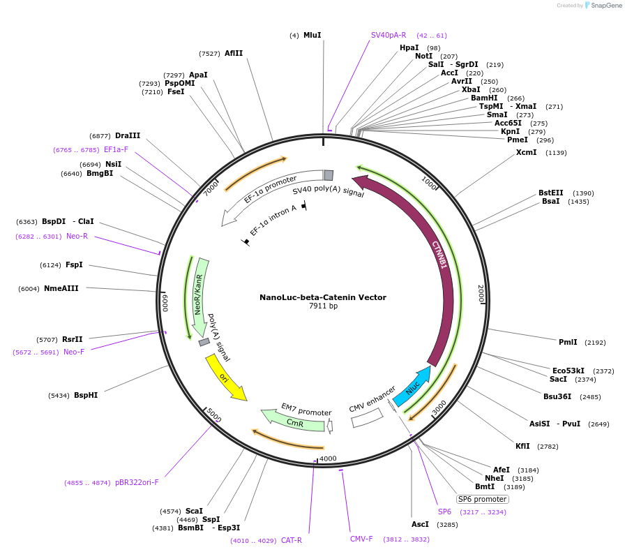 238748-plasmid-map-sequence-id-481949