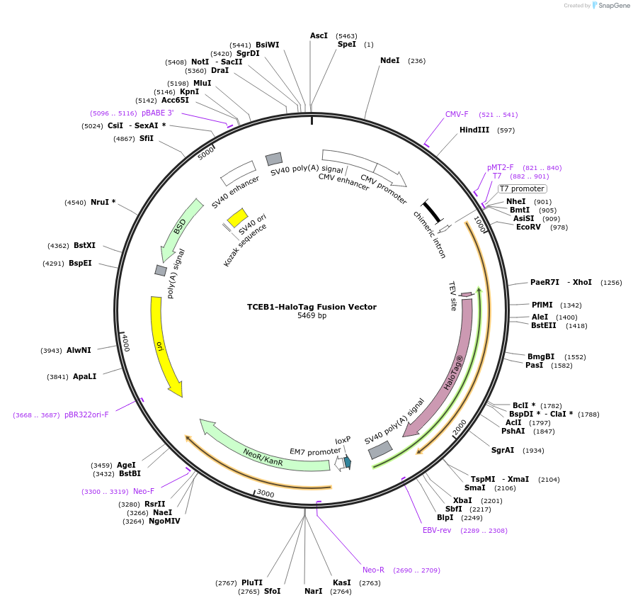 238739-plasmid-map-sequence-id-481950