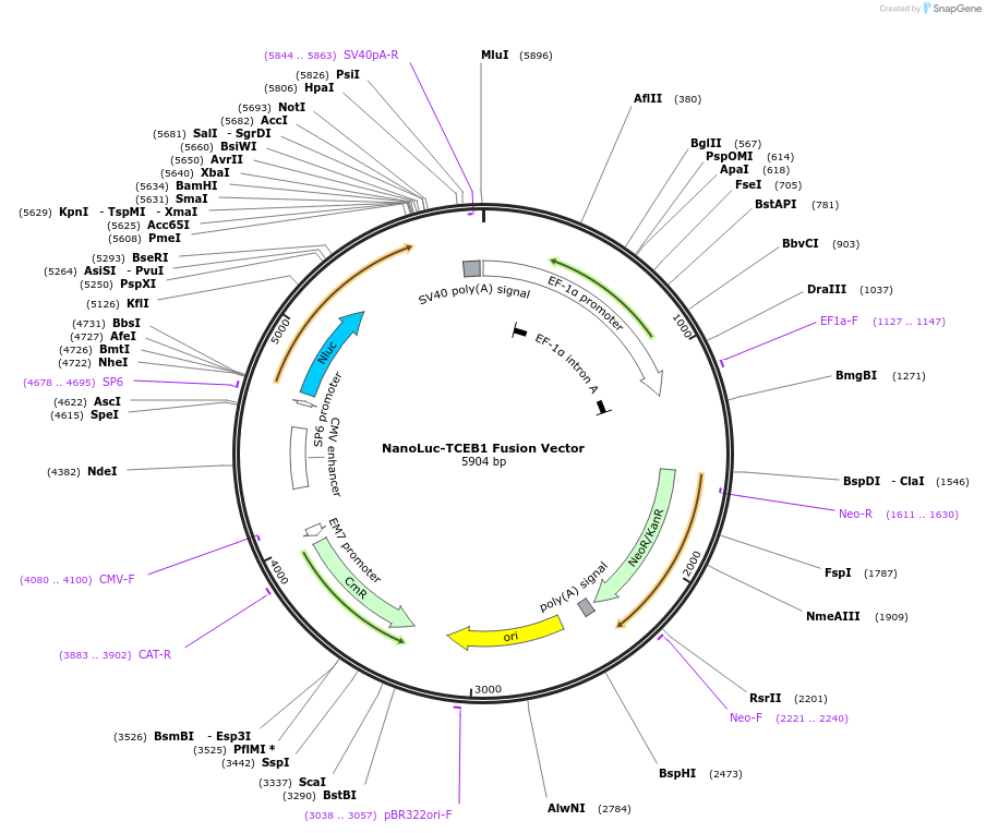 238738-plasmid-map-sequence-id-481951