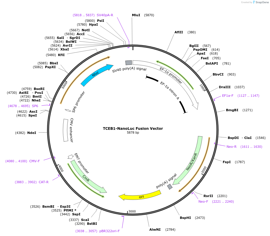 238737-plasmid-map-sequence-id-481952