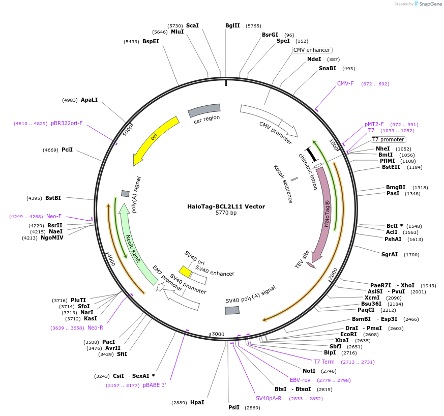 238725-plasmid-map-sequence-id-481953