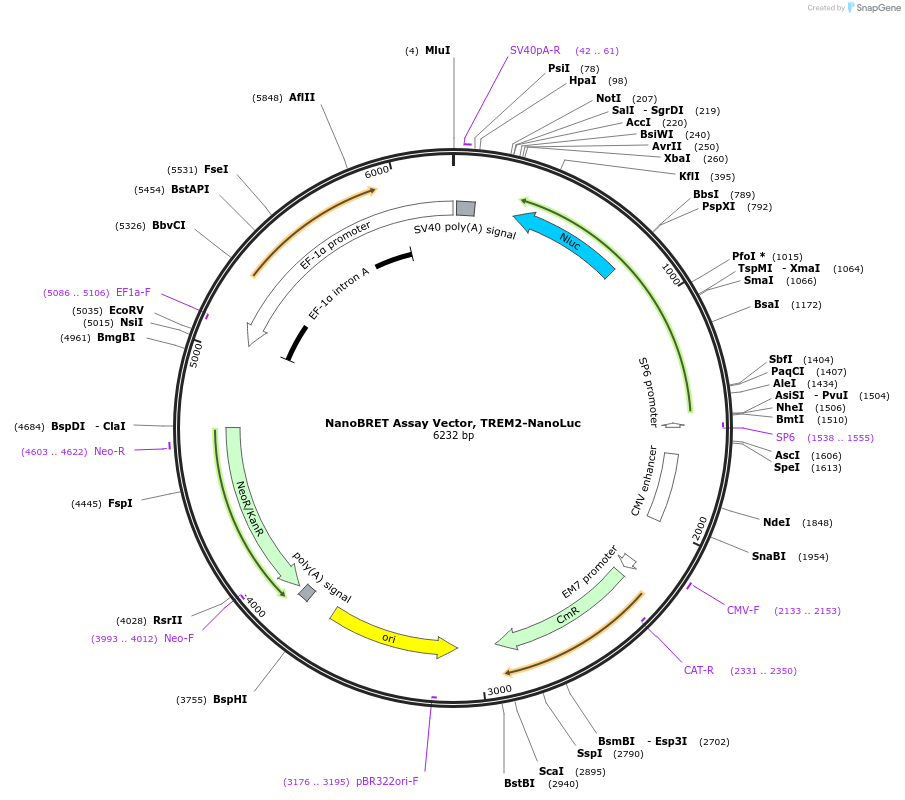 238724-plasmid-map-sequence-id-481954